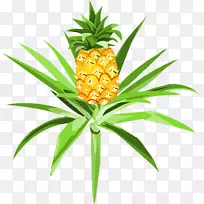 菠萝火龙果-菠萝-空若网 菠萝火龙果-菠萝-空若网