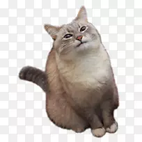 äèСè�����-������