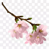 Ê÷Ö¦¼ôÌù»-µ¯»ÉÖ§PNGͼƬ-¿ÕÈôÍø Ê÷Ö¦¼ôÌù»-µ¯»ÉÖ§PNGͼƬ-¿ÕÈôÍø