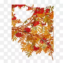 树枝,果树,叶树-空若网 树枝,果树,叶树-空若网