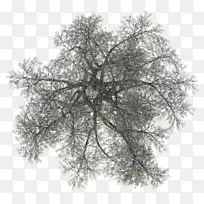 木本植物树枝-空若网 木本植物树枝-空若网