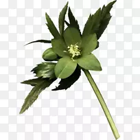 开花植物茎草本植物-花-空若网 开花植物茎草本植物-花-空若网