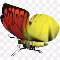 蝴蝶-空若网 蝴蝶-空若网