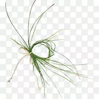 草植物茎夹艺术-草-空若网 草植物茎夹艺术-草-空若网