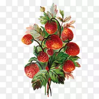 草莓果蔬樱桃-草莓漆-空若网 草莓果蔬樱桃-草莓漆-空若网