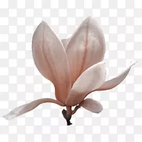 木兰科开花植物花瓣花-空若网 木兰科开花植物花瓣花-空若网