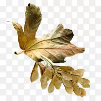 ֲ����Ҷ����Ӱ������-ֲ��-������