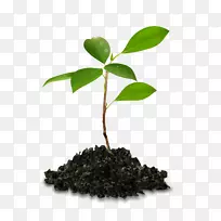 树封装的PostScript树-空若网 树封装的PostScript树-空若网