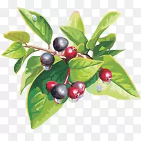 蓝莓果樱桃-空若网 蓝莓果樱桃-空若网