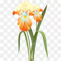 切花、虹膜、剪贴画-花-空若网 切花、虹膜、剪贴画-花-空若网