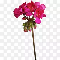 切花鹤-植物天竺葵-花-空若网 切花鹤-植物天竺葵-花-空若网