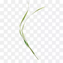 ²ÝÌð²ÝÒ¶Ö²Îï¾¥Ò¶-¿ÕÈôÍø ²ÝÌð²ÝÒ¶Ö²Îï¾¥Ò¶-¿ÕÈôÍø