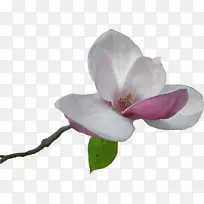 花玉兰剪贴画-花-空若网 花玉兰剪贴画-花-空若网
