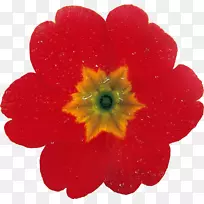 ����ֲ����꣬�������գ��ݱ�ֲ��-��-������