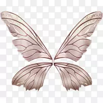 蝴蝶昆虫传粉蛾无脊椎动物蝴蝶-空若网 蝴蝶昆虫传粉蛾无脊椎动物蝴蝶-空若网