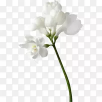 插花艺术-空若网 插花艺术-空若网