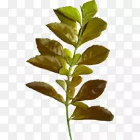 叶花博客剪贴画-叶-空若网 叶花博客剪贴画-叶-空若网