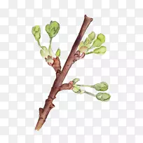 盛开梨树亚洲梨花手画-空若网 盛开梨树亚洲梨花手画-空若网