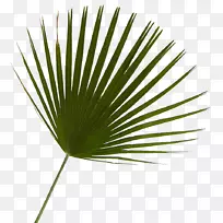 ���ƿƾ����Ҷ��-������