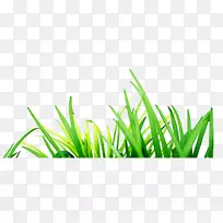 绿草-空若网 绿草-空若网