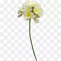 �л���������ֲ�ﾥ�׻�-������