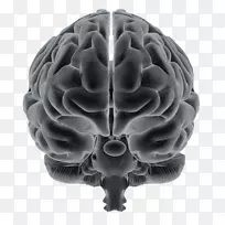 脑听觉神经科学:声音听觉系统的意义-脑-空若网 脑听觉神经科学:声音听觉系统的意义-脑-空若网