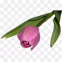 郁金香花-空若网 郁金香花-空若网