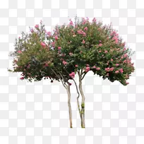 木本植物,乔木,灌木-植物-空若网 木本植物,乔木,灌木-植物-空若网