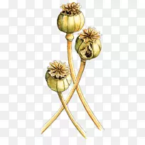开花植物茎花-空若网 开花植物茎花-空若网