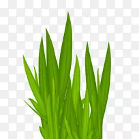 ����ǽֽ-�̲�-������