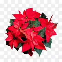 一品红花卉剪贴画-空若网 一品红花卉剪贴画-空若网