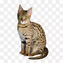 ������è���ϼ���è��ëè�����������ټ�è-Сè-������