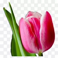 郁金香粉红花墙纸-郁金香-空若网 郁金香粉红花墙纸-郁金香-空若网