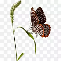 蝴蝶剪贴画-蝴蝶昆虫-空若网 蝴蝶剪贴画-蝴蝶昆虫-空若网