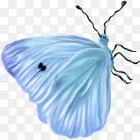 昆虫蝴蝶蓝蜂-昆虫-空若网 昆虫蝴蝶蓝蜂-昆虫-空若网