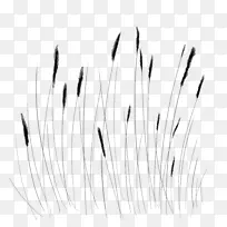 黑白摄影白草-空若网 黑白摄影白草-空若网