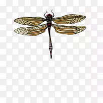 Èýά¼ÆËã»úͼÐÎѧºûµûÀ¥³æ¿¨Í¨òßòÑ-¿ÕÈôÍø Èýά¼ÆËã»úͼÐÎѧºûµûÀ¥³æ¿¨Í¨òßòÑ-¿ÕÈôÍø