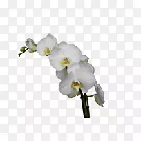 兰花世界,飞蛾,兰花,切花-空若网 兰花世界,飞蛾,兰花,切花-空若网