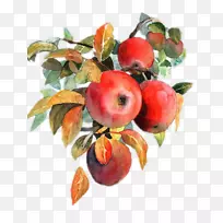 苹果水彩画水果水彩画苹果-空若网 苹果水彩画水果水彩画苹果-空若网
