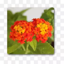 兰塔纳卡马拉植物马鞭草-空若网 兰塔纳卡马拉植物马鞭草-空若网