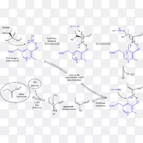 苏氨酸氨裂解酶丝氨酸脱水酶机理-空若网 苏氨酸氨裂解酶丝氨酸脱水酶机理-空若网