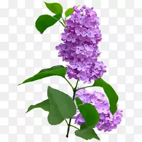 紫丁香紫罗兰花紫丁香-空若网 紫丁香紫罗兰花紫丁香-空若网