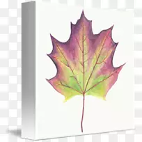 ��Ҷ��-��ҶԵ-������