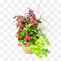 ����ֲ�ﻨ�ܼ�԰�������-�ϸ���-������