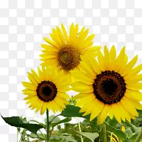 ��ͨ���տ��۷�-��ɫ���տ�װ��ͼ��-������