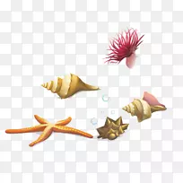 海贝壳海螺海星海草-空若网 海贝壳海螺海星海草-空若网