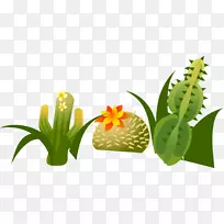 仙人掌科绿仙人掌-空若网 仙人掌科绿仙人掌-空若网