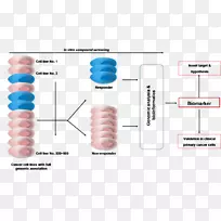 生物标记物发现药物开发药物-药物-空若网 生物标记物发现药物开发药物-药物-空若网