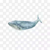 蓝鲸海洋-海洋鲸鱼-空若网 蓝鲸海洋-海洋鲸鱼-空若网