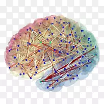 人类连接体计划脑映射神经元-脑-空若网 人类连接体计划脑映射神经元-脑-空若网